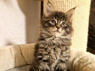 Maine Coon Kitten. - Nienburg (Weser)