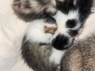 Kitten - Reischach