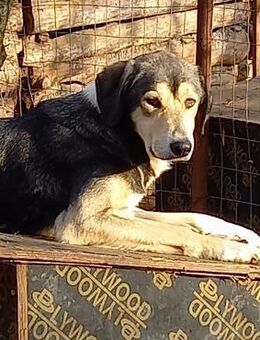 Cookie - Paten gesucht - Weilmünster