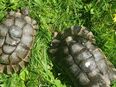 Breitrandschildkröten, Testudo marginata, ZUCHTPÄRCHEN, NZ 2003 / 2000 GECHIPT in 71577
