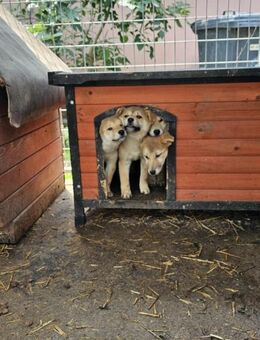 Capone, aktiver Shiba Inu Welpe - Remagen