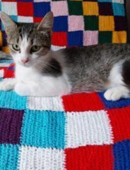 Kleine Stella sucht ihr FürimmerzuHause - Rambin