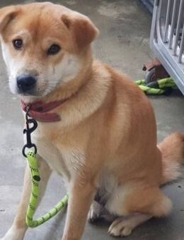 Lilac sucht ein Zuhause oder PS - Ebstorf (Klosterflecken)