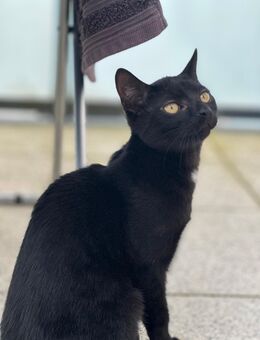 Junger Kater abzugeben ,,nur in guten händen,, - Gladbeck