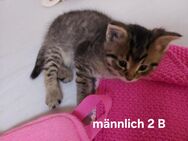 Kitten in liebevolle Hände abzugeben - Leipzig