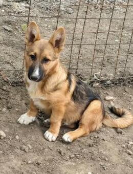 Bondi, Minihund sucht neue Familie - Unterföhring