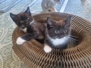 Maine Coon Mix Kitten ab Mitte Juni Auszugsbereit - Herne