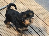 Hübscher Yorkshire Terrier Welpe Rüde - Rudelzhausen