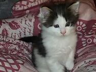 Maine Coon Kater - Northeim