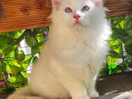 Ragdoll Bub - Erfurt