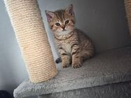 Reinrassige BKH Kitten. Abgabebereit - Ulm Zentrum