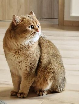 Bkh Britische Kurzhaar Kater mit Stammbaum kastriert - Petersberg (Hessen)
