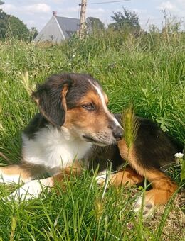 Die letzten beiden Border Collies - Vorbeck