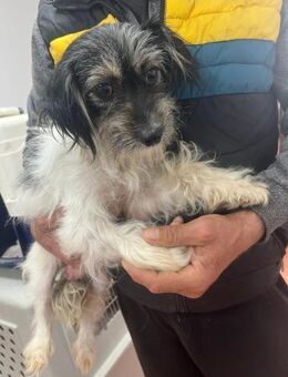 Milly sucht ihre Familie - Bissingen