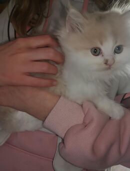 Perserkatze kitten - Hennigsdorf