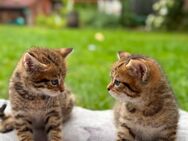 Britisch Kurzhaar Kitten – Kater & Katze – geboren am 25. Mai - Hamm