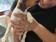 🐶❤️ SAMUEL SUCHT EIN ZUHAUSE ❤️🐾 - Stuttgart