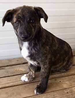 Manili 💖- Süßes Hundemädchen sucht neue - Spenge
