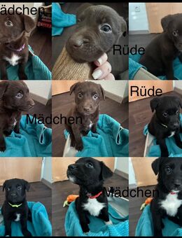 Aussiedor Welpen suchen ihr zuhause - Wangen