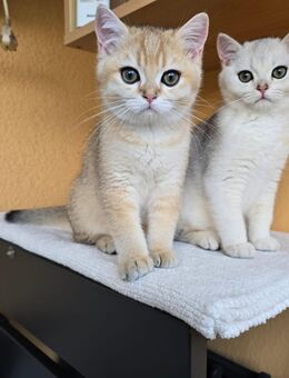 BKH reinrassige Kitten - Fürstenwalde (Spree)
