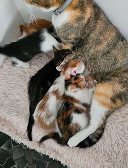 Babykatzen, Katzenvabys, Katzen Baby - Solms