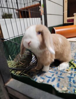 Verkaufe 2 Minilop /Zwergwidder Rammler 10 Wochen - Hillerse