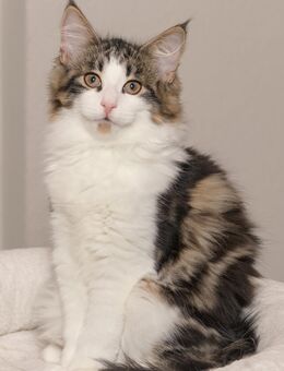 Norwegische Waldkatze Kitten mit Papieren - Chemnitz