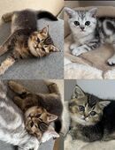 Tolle BKH Kitten in Gold und Silber mit Stammbaum suchen Kuschelplatz auf Lebenszeit in 39110