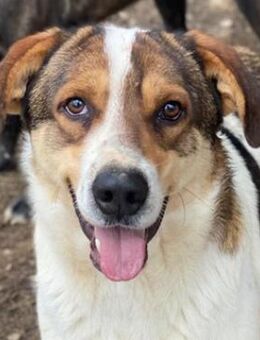 Antonio, geb. ca. 05/2023, lebt in GR - Markdorf