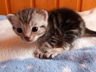 Wunderschöne Hauskatzen Kitten Welpen - Garrel