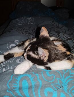 Hauskatze Katze - Glauchau