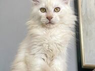 Maine Coon Kitten shaded Linie - Dortmund Hombruch