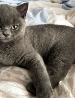 Britische kurzhaarige Katzen - Coesfeld