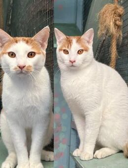 Simba und Marmeduke aus dem Tierschutz - Grevenbroich
