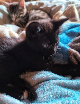 Kitten suchen Zuhause / Katze - Gutenzell-Hürbel