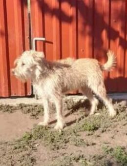 Berci sucht nach seinem Körbchen - Nordwalde