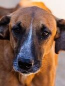 Amigo möchte endlich seine Koffer packen in 22335