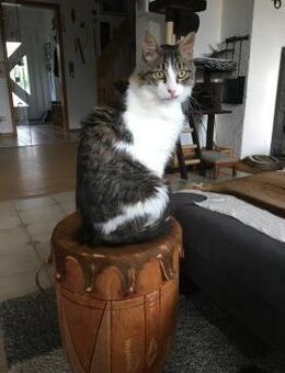 Liebenswerter Nemo sucht Dich! - Walluf
