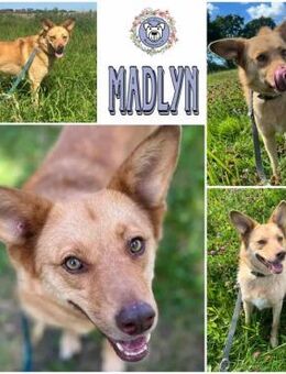 MADLYN * tolle Hündin mit Potenzial - Duisburg