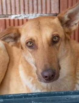 Soraya - Ruhige Schönheit - Bad Camberg