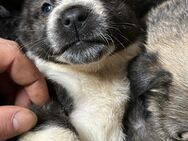 Schäferhund mix welpen suchen Zuhause - Gütersloh