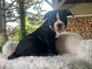 Old Englisch Bulldoggen Welpen - Erfurt Zentrum