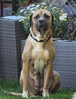 Welpen zu verkaufen - Erkelenz