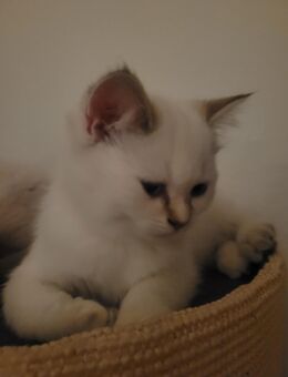 BKH weiblich - Bremen