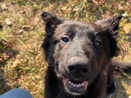 Liebevoller Schäferhund/Border Collie-Mix sucht erfahrene Einzelperson mit Herz und Zeit - Waghäusel