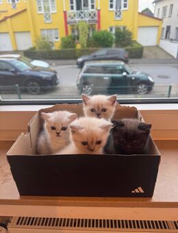 BKH Kitten reinrassig selten - Langenfeld (Rheinland)