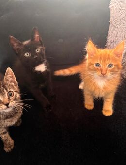 Kater kitten, Katze ‚Katzenbabys - Homberg (Efze)