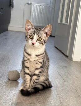 Bkh mix Kitten - Bonn