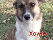 XOWIE ❤ sucht Zuhause oder Pflegestelle - Langenhagen