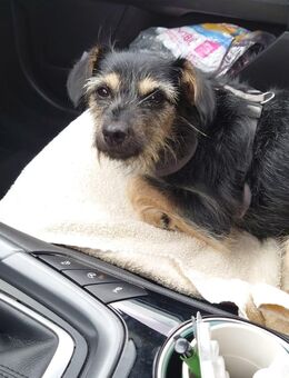 Mischling Terrier - Barchfeld-Immelborn